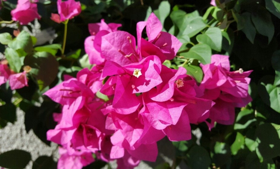 ブーゲンビリアの花