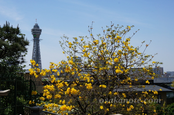大阪市天王寺区 一心寺 に咲くイペーの花と いつもとビミョーに違う通天閣 こどもと歩く大阪散歩ノート