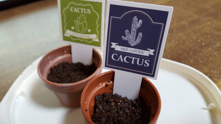 ブログ移転しました&記念の植サボテン