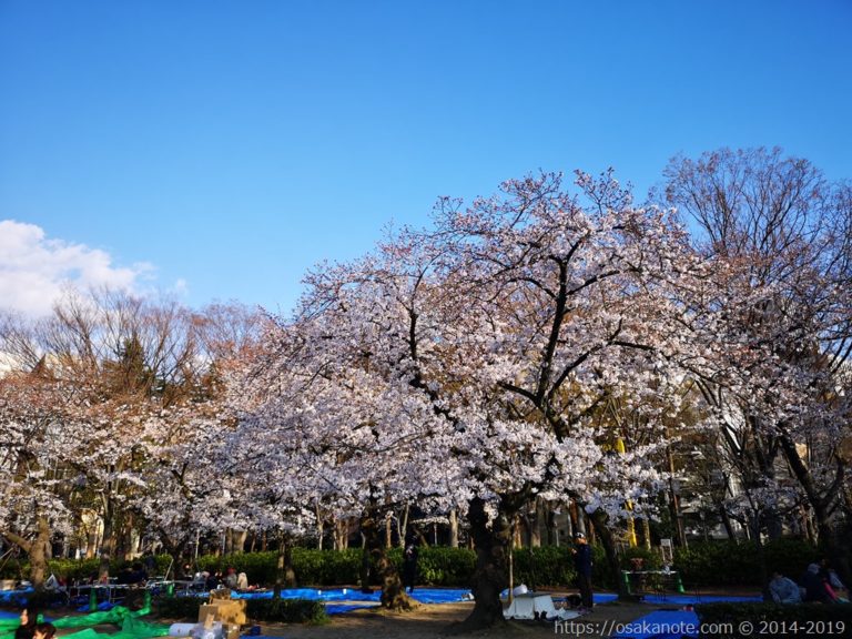 今年の桜と、新学期を迎えて再登校を始めたチビの近況