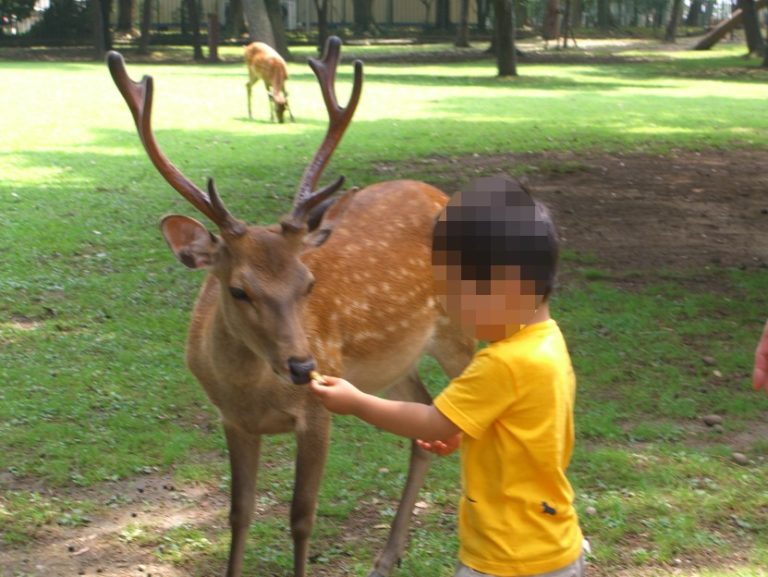 奈良公園のシカは千年以上も大切にされてきたんだなと改めて実感したニュース