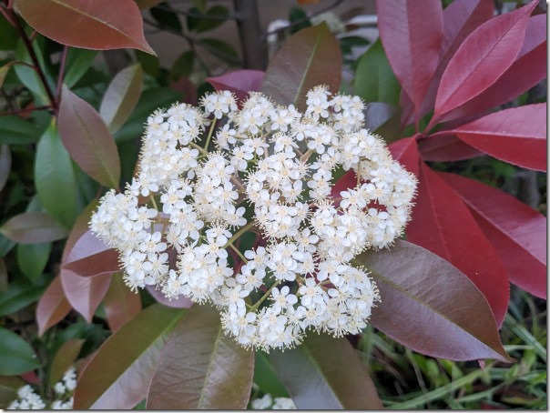 レッドロビン（ベニカナメモチ）の花と赤い葉