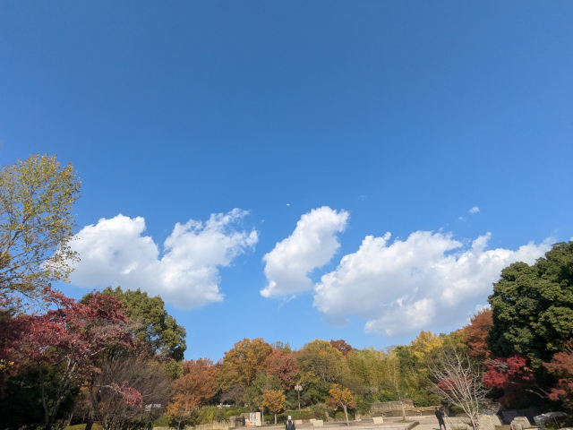 気持ちの良い青空と紅葉@鶴見緑地公園