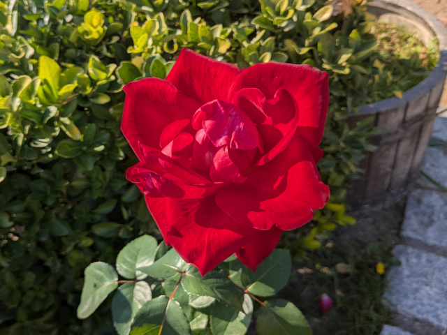 アントニ アリッジ@鶴見緑地バラ園2025秋