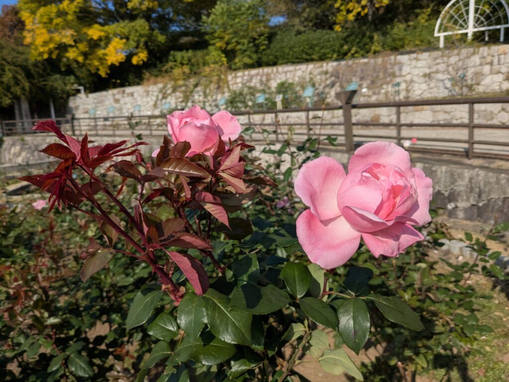 フレグラント ヒル@@鶴見緑地バラ園2025秋