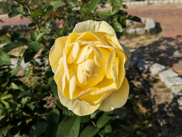 伊豆の踊子@鶴見緑地バラ園2025秋