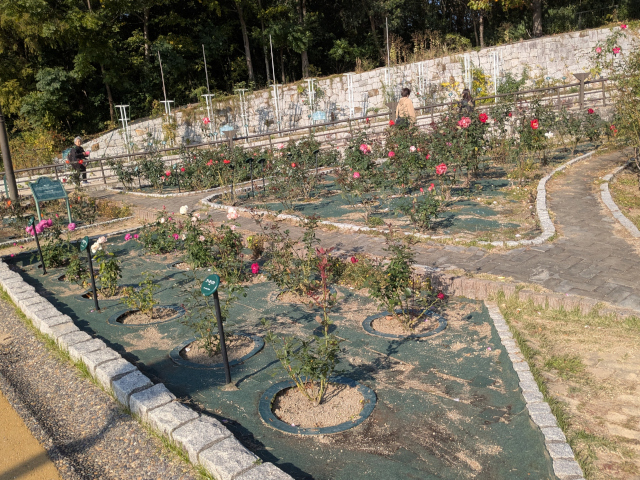 鶴見緑地バラ園の風景2・2025秋