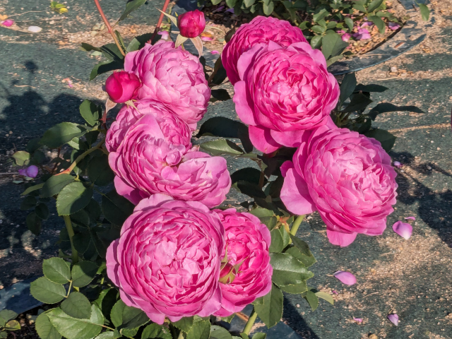 鶴見緑地公園の秋バラと皇帝ダリア（2025年11月21日）