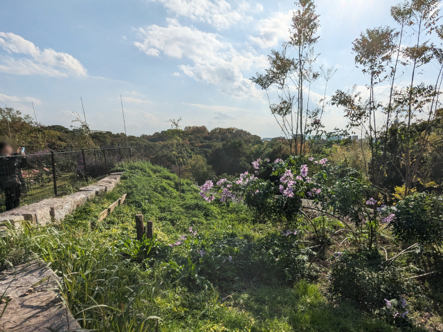 皇帝ダリア(キダチダリア)1@鶴見緑地バラ園2025秋