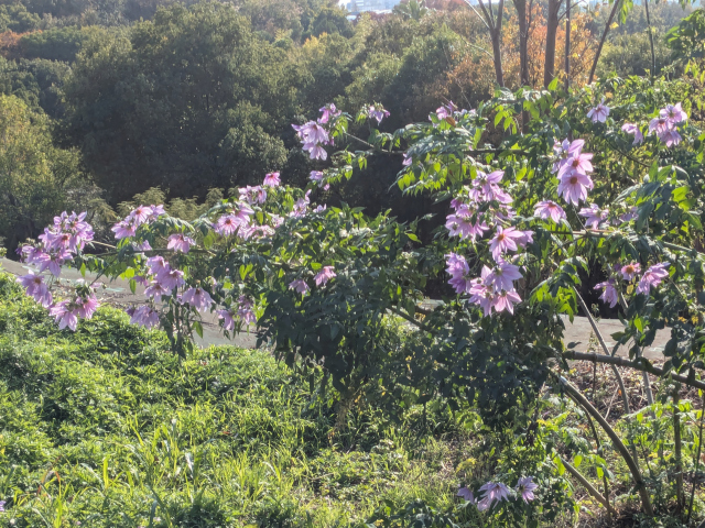皇帝ダリア(キダチダリア)2@鶴見緑地バラ園2025秋