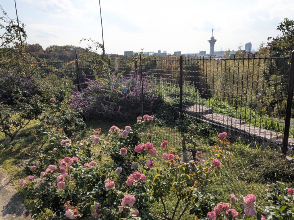 鶴見緑地バラ園からの風景・2025秋