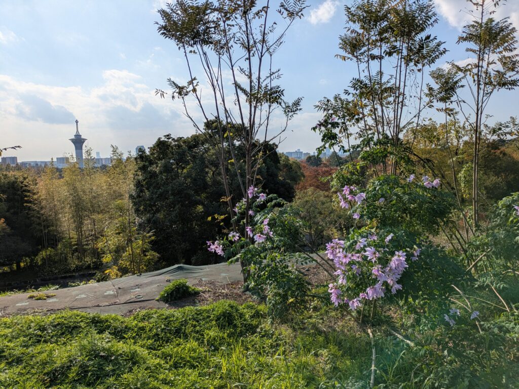 皇帝ダリア(キダチダリア)3@鶴見緑地バラ園2025秋