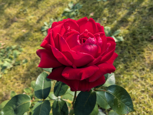 イングリット バーグマン@鶴見緑地バラ園2025秋