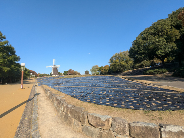 風車の丘のお花は終了