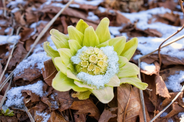 年が明けて早くも『大寒』。翌日からは大寒波の予報。