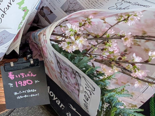 寒いけど久しぶりの青空＆ちょっと早めの桜