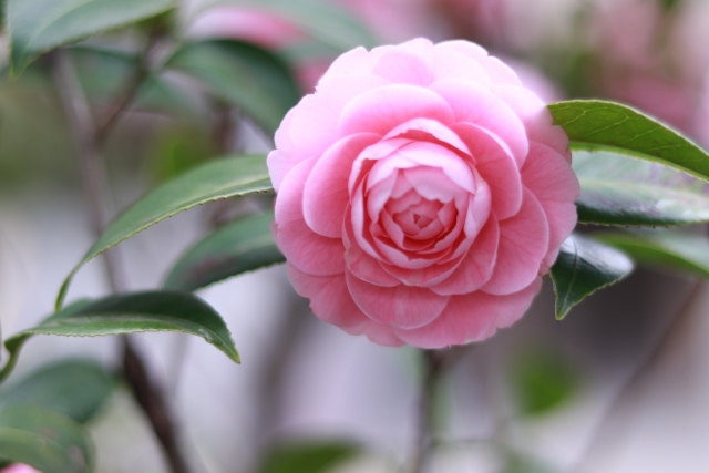 BLOG RANKINGのAIブログ要約がなかなか的を得ている件