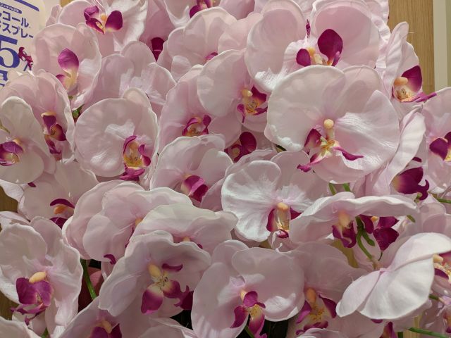 マンモグラフィ１年後検診無事終了