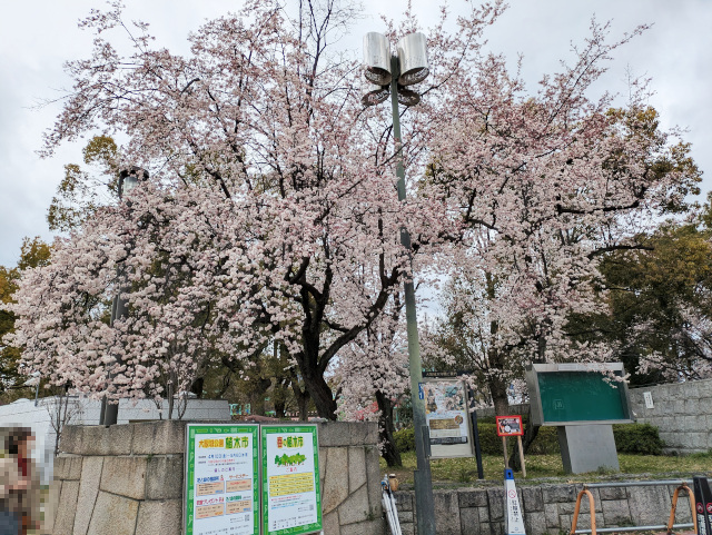 大阪城公園・森ノ宮口のベニバスモモが満開