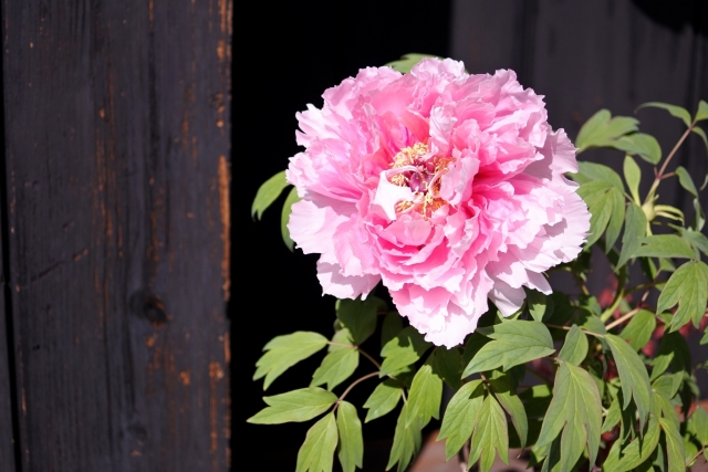 ５年位前から家に出るようになった青いムカデが怖すぎる…。