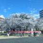 足代公園の桜