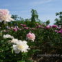 熊本の名花『肥後芍薬』が満開の、久宝寺緑地『シャクヤク園』に行ってきました。